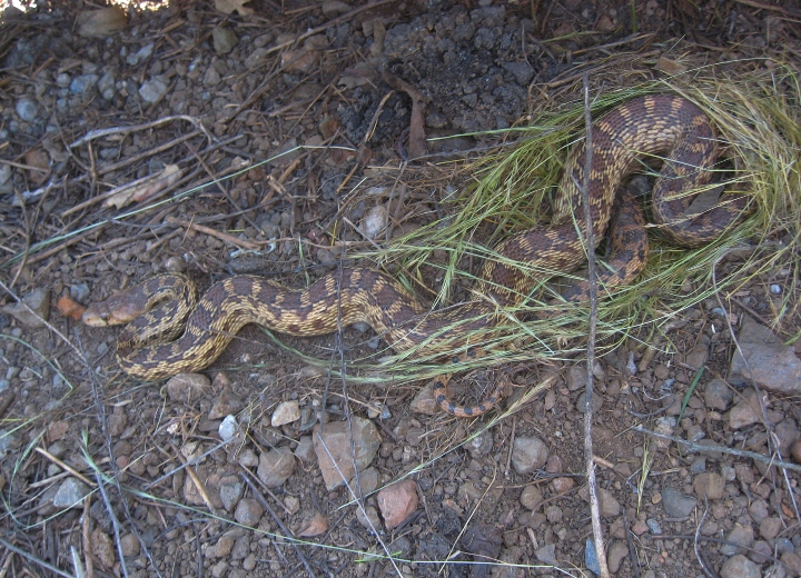 Pacific Gopher Snake